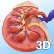 My Kidney Anatomy My Kidney Anatomy